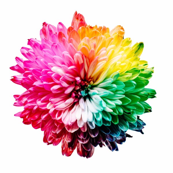 Kleurrijke bloem van boven gezien op een witte achtergrond.